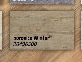 borovice Winter
