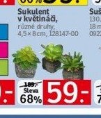 Sukulent v květináči