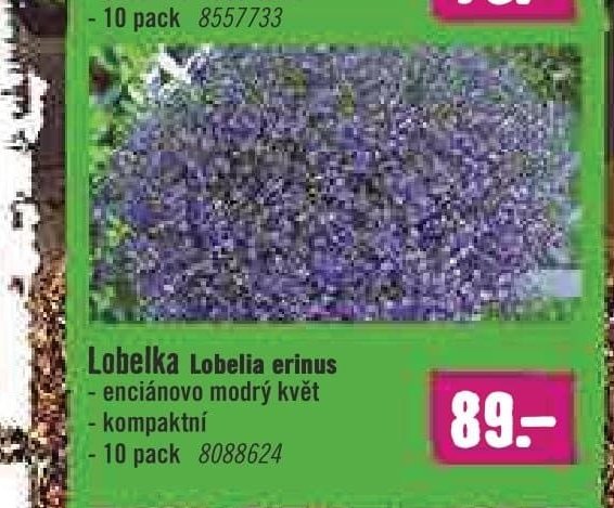 Lobelka Lobelia erinus