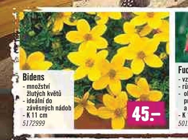Bidens
