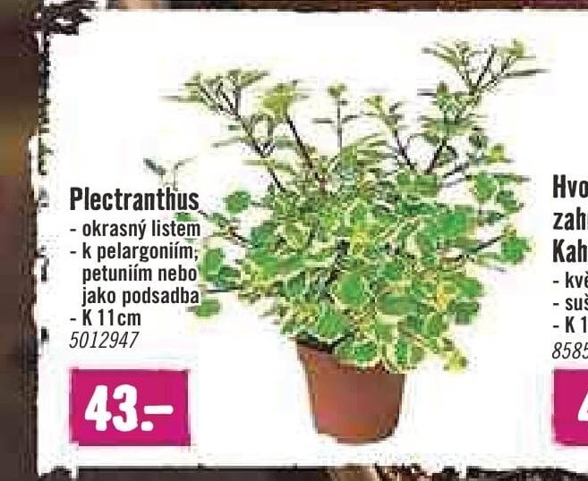 Plectranthus