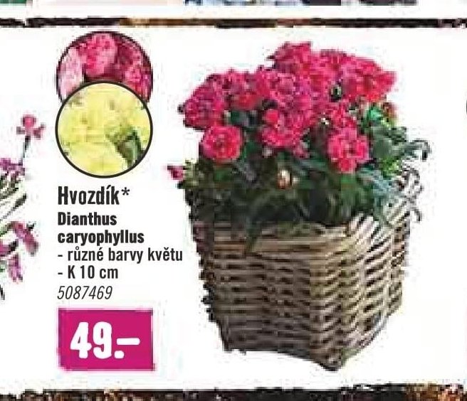 Hvozdík Dianthus caryophyllus