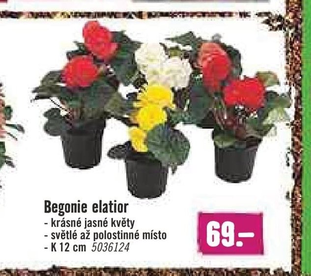 Begonie elatior