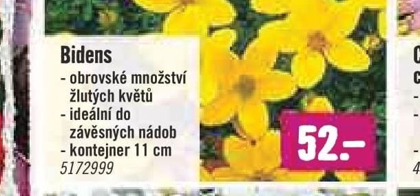Bidens