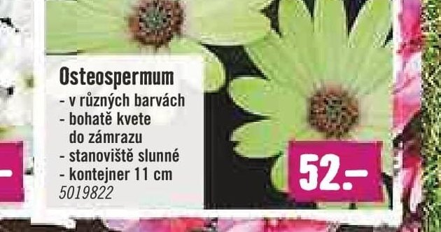 Osteospermum