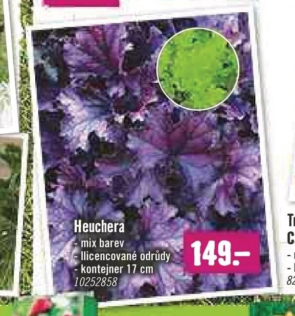 Heuchera