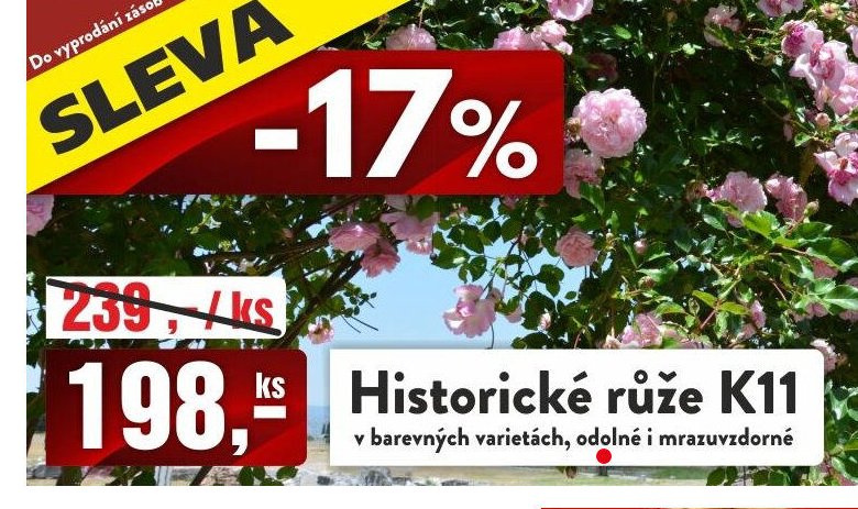Historické růže K11