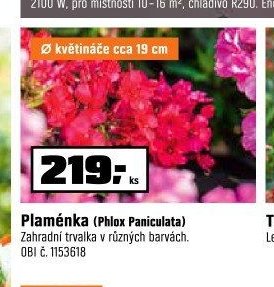 Plaménka (Phlox Paniculata)