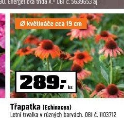 Třapatka (Echinacea)