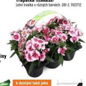 Záhonové a balkonové rostliny