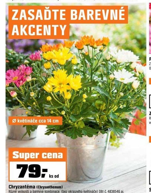 Chryzantéma (Chrysanthemum)