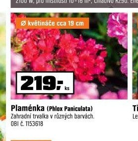 Plaménka (Phlox Paniculata)
