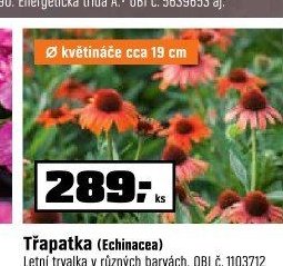 Třapatka (Echinacea)