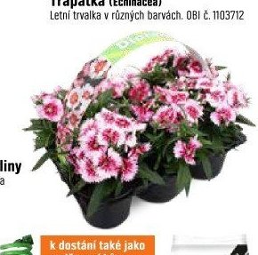 Záhonové a balkonové rostliny