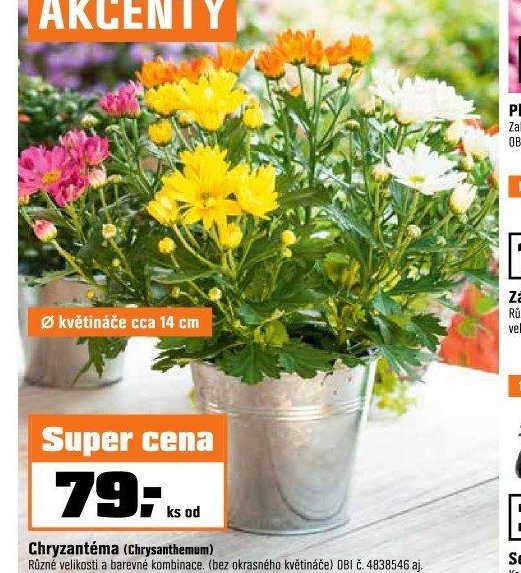 Chryzantéma (Chrysanthemum)