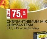 Chrysanthemum mix