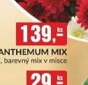 Chrysanthemum mix