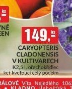 Caryopteris cladonensis