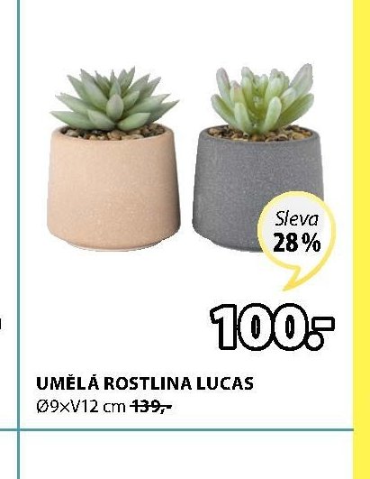 UMĚLÁ ROSTLINA LUCAS