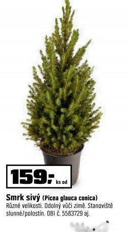 Smrk sivý (Picea glauca conica)
