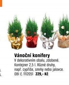 Vánoční konifery