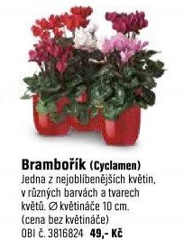 Brambořík (Cyclamen)