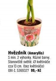 Hvězdník (Amaryllis)