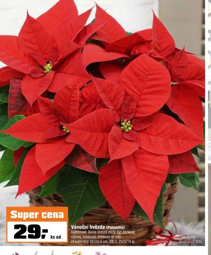 Vánoční hvězda (Poinsettia)