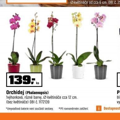 Orchidej (Phalaenopsis)