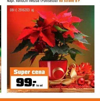 vánoční hvězda (Poinsettia)