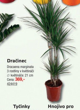 Dračinec