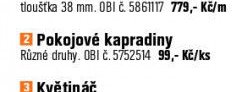 Pokojové kapradiny