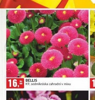 BELLIS K9, sedmikráska zahradní v mixu