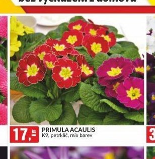 PRIMULA ACAULIS K9, petrklíč, mix barev