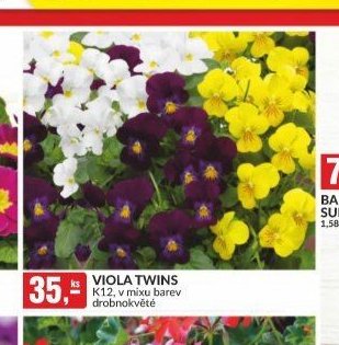 VIOLA TWINS K12, v mixu barev drobnokvěté