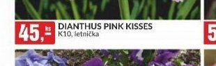DIANTHUS PINK KISSES K10, letnička