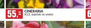 CINERARIA K12, starček ve směsi