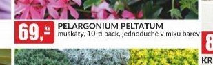 PELARGONIUM PELTATUM muškáty, 10-ti pack, jednoduché v mixu barev