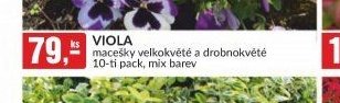 VIOLA macešky velkokvěté a drobnokvěté 10-ti pack, mix barev