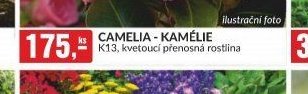 CAMELIA - KAMÉLIE K13, kvetoucí přenosná rostlina