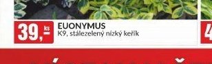 EUONYMUS K9, stálezelený nízký keřík