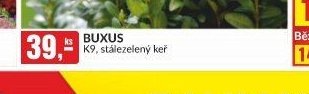 BUXUS K9, stálezelený keř