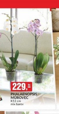 PHALAENOPSIS MŮROVEC