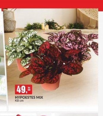 HYPOESTES MIX