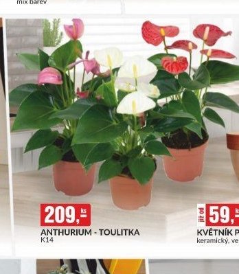 ANTHURIUM - TOULITKA