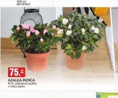 AZALEA INDICA