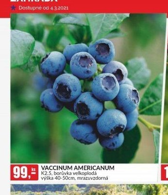 VACCINUM AMERICANUM