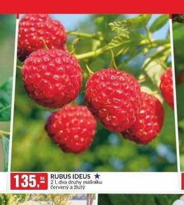RUBUS IDEUS