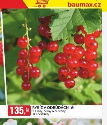 RYBÍZ V ODRŮDÁCH