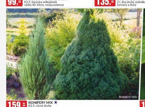 KONIFERY MIX